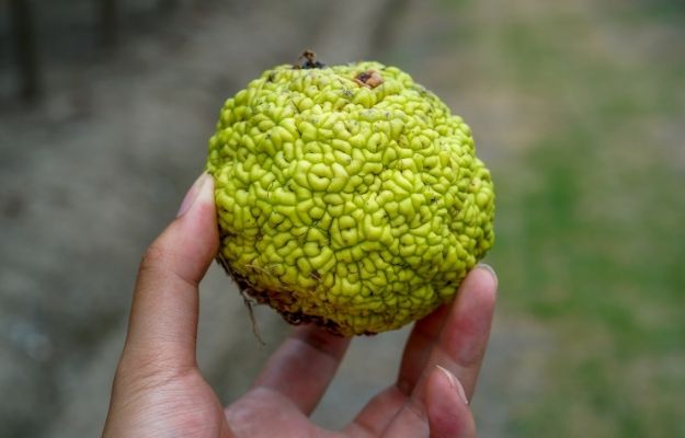 Osage orange | What Are PDE5 Inhibitors And How Do They Work? | Which Foods Contain PDE5 Inhibitors?