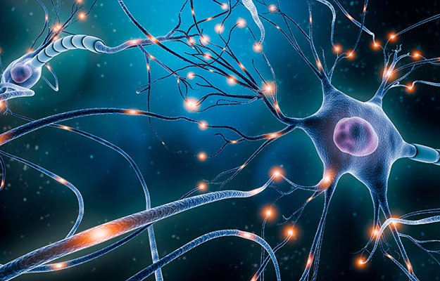 A brain nerve system | What Are Nootropics? ‘Cognitive Enhancers’ to Increase Mental Alertness