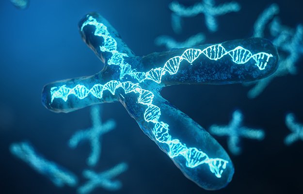 Telomeres, chromosome | How Can Telomeres Affect Aging?