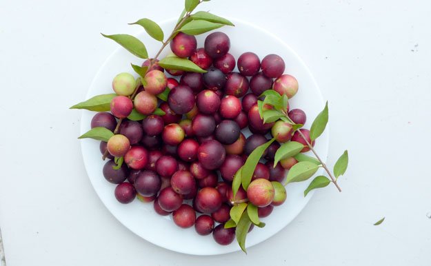camu-camu-fruits-in-white-bowl | 5 Foods to Increase Stamina