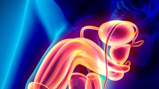 Male reproductive system 3d render scientific