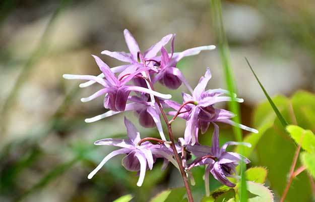 Horny-Goat-Weed-Epimedium-Unique-flowers-of-barrenwort | 5 Natural PDE5 Inhibitors for ED