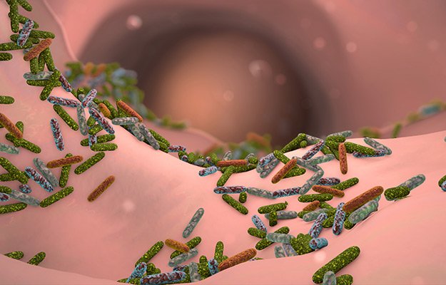 gut microbiome | Why Your Gut Microbiome Is Vital to Your Health