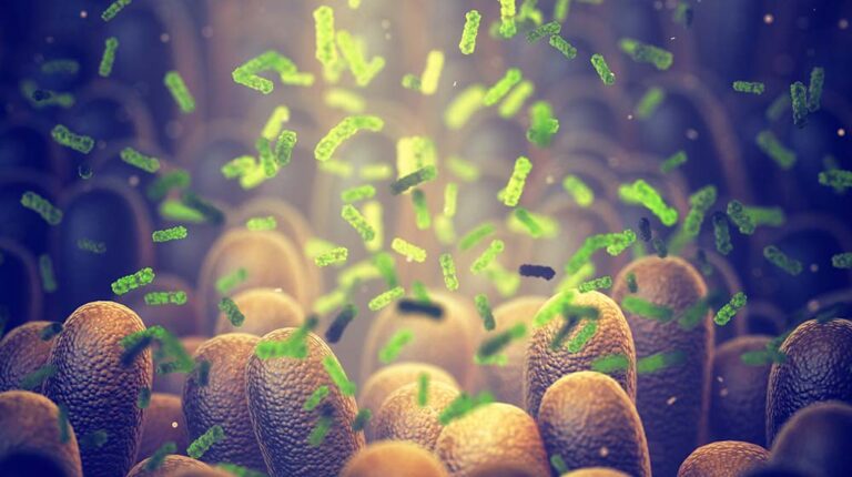 Gut microbiome helps control intestinal digestion and the immune system | feature | 10 Deadly Disruptors to Your Gut Microbiome